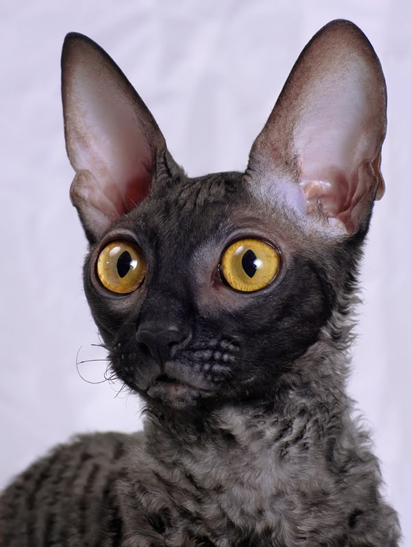 Four Things to Consider Before Choosing Which Cat to Adopt