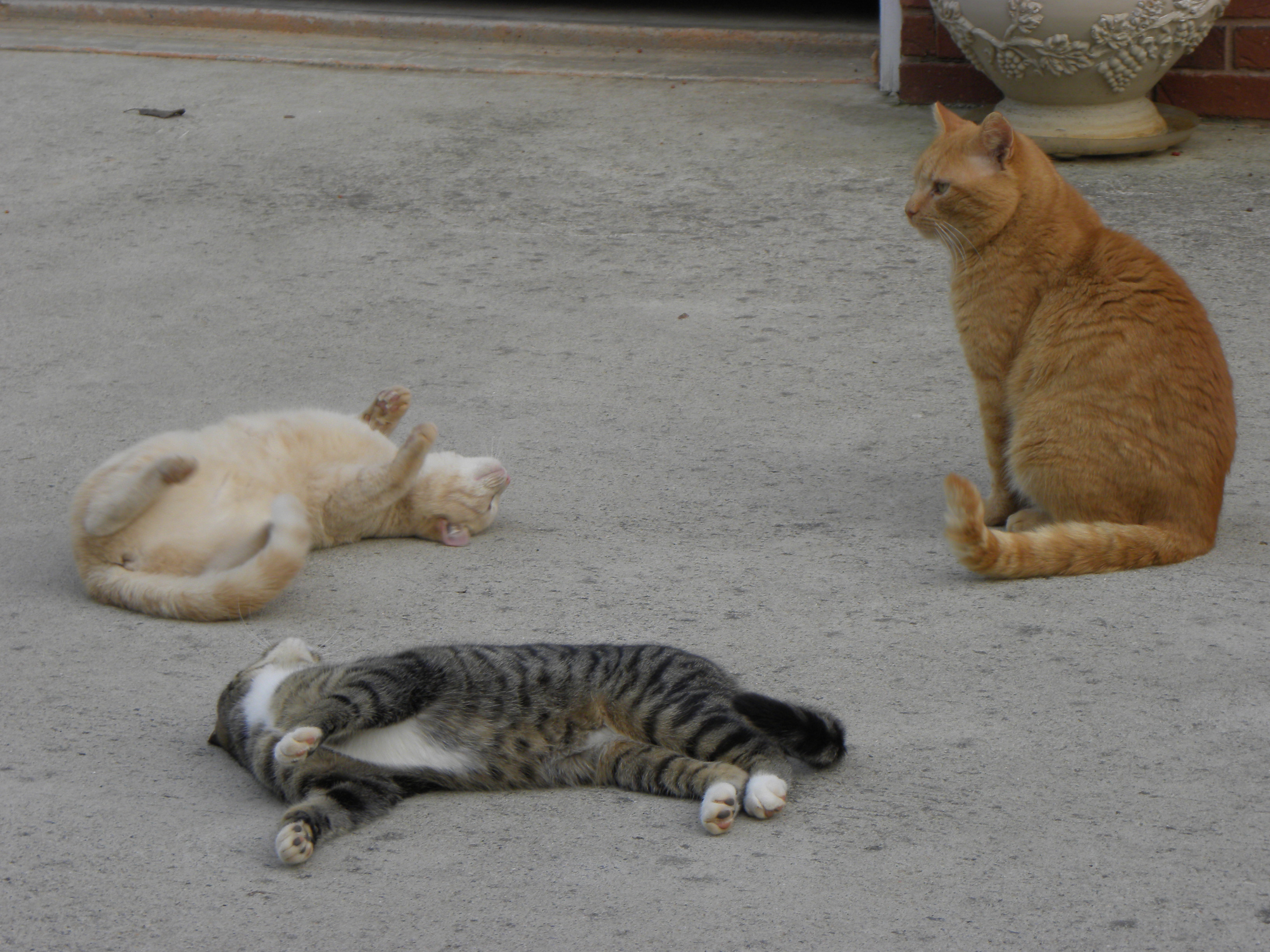 Let’s Talk How Does Your Cat Greet You? Catster