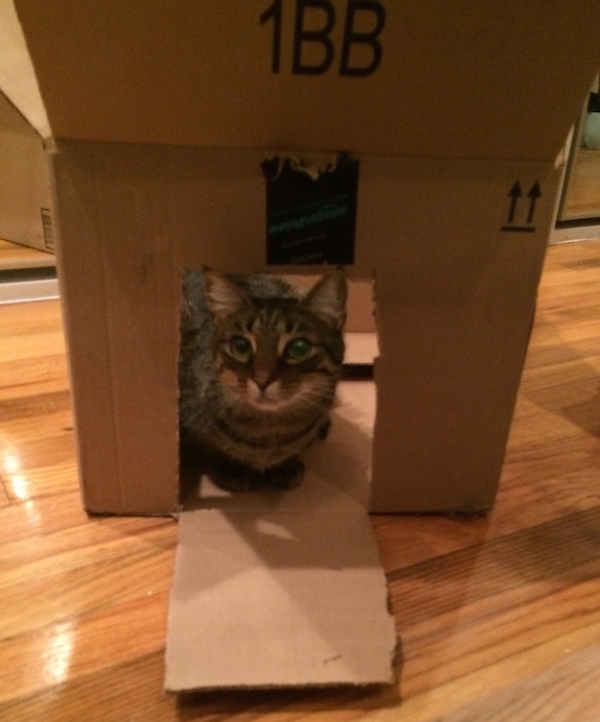 How Long Do You Keep Cardboard Boxes for Your Cats? Catster