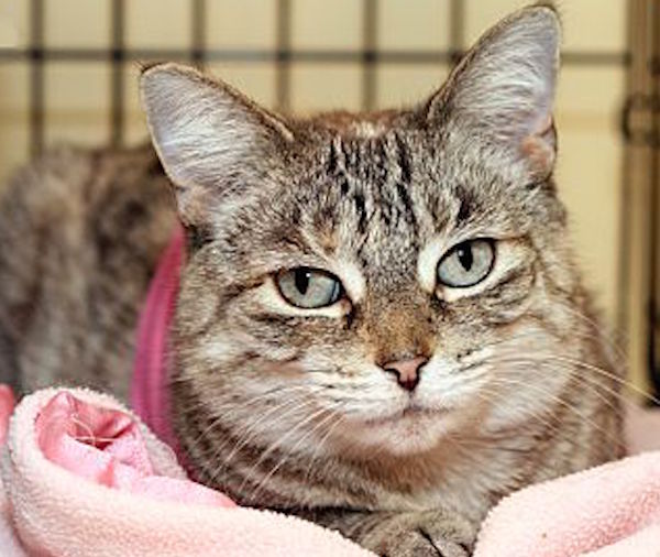 Cleo the Cat Wears TShirts to Alleviate Her Hyperesthesia Catster