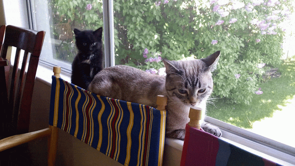 How Do You Keep Your Cats from Getting Bored? Catster