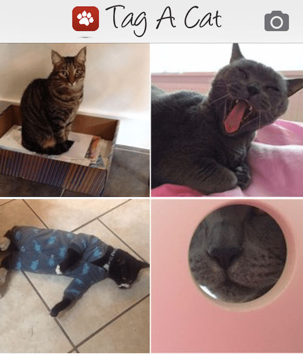 A New App Called "Tag A Cat" Is Like Tinder for Kitties Catster