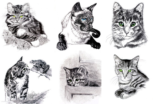 GIVEAWAY Exquisite Cat Drawing Notecards by Ross T Boyd Catster