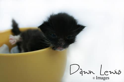Your Daily Adorable 10 Photos of Kittens in Cups Catster
