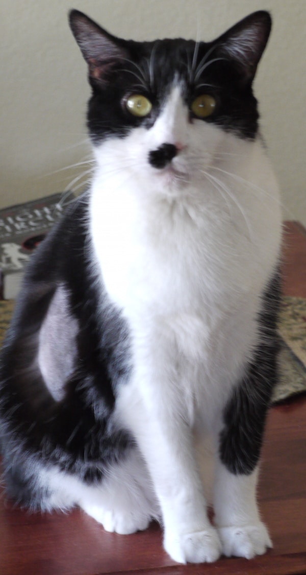 How Much Money Have You Spent on Your “Free” Cat? Catster