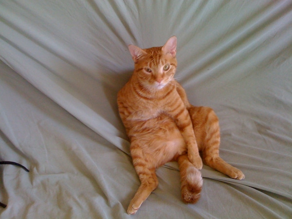 Photos of 10 Cats Who Are Staring at … Something Catster