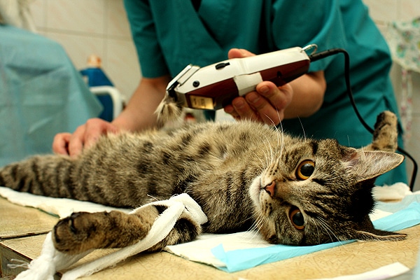 Sewing Thread A LittleKnown Menace to Cats Catster