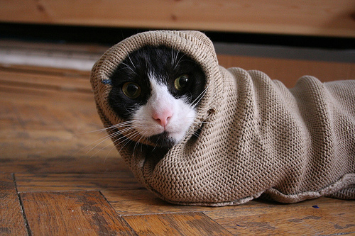 13 Cats in Sleeves Catster