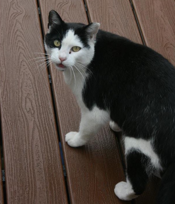 A Feral Cat Named Cow Keeps Falling in Love With My Dogs