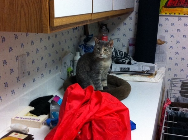 How Do I Keep A Cat Out Of A Room CatWalls