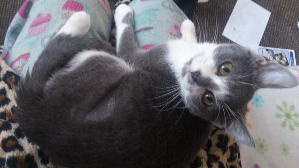 8 Ways My Cats Try to Make Me Late for Work Catster