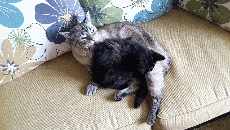 It's OK, You Can Tell Us Is One of Your Cats Cleaner Than