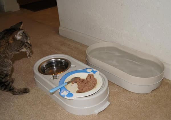 7 Ways to Adapt Your Home for Your Disabled Cat Catster