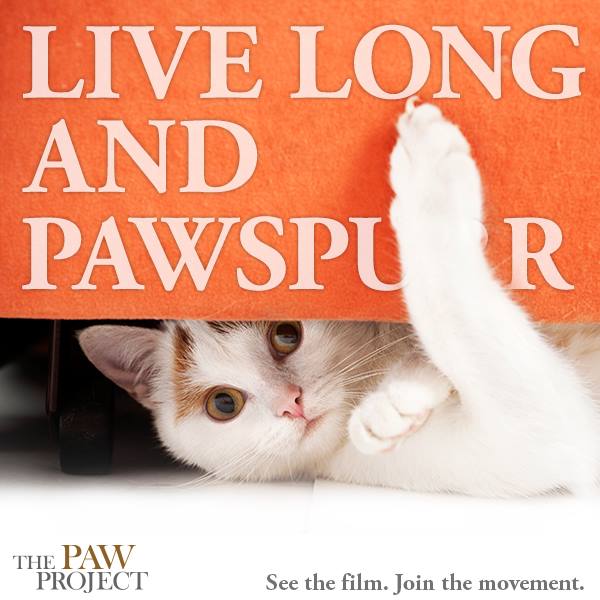 5 Things I Learned by Watching “The Paw Project” Movie Catster