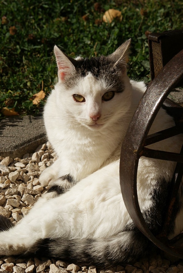 10 Cheesy PickUp Lines From SmoothTalking Cats Catster
