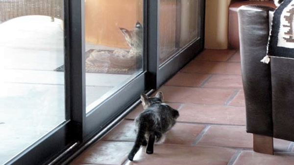 House Cats Have a Close Encounter of the Wild Kind Catster