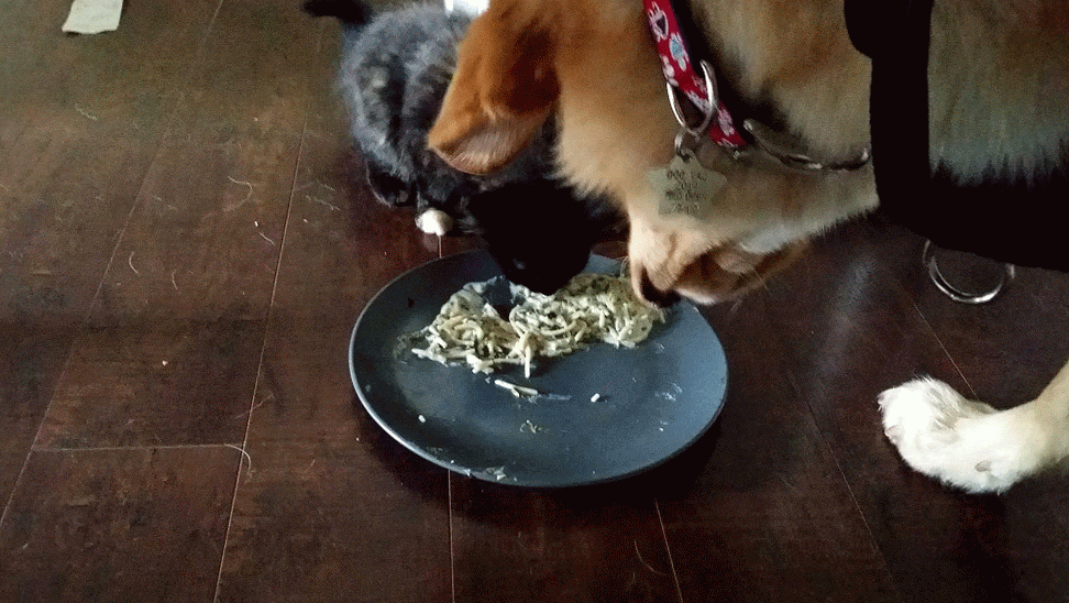 Have You Ever Added a Dog to Your Family of Cats? Catster