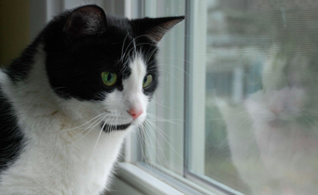 21+ My Cat Is Having Trouble Walking With Her Back Legs derekmsimmonss