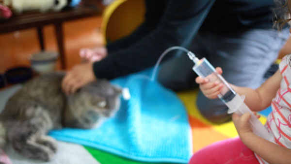We Didn’t Give Up on Our 20YearOld Cat — Here’s Why Catster