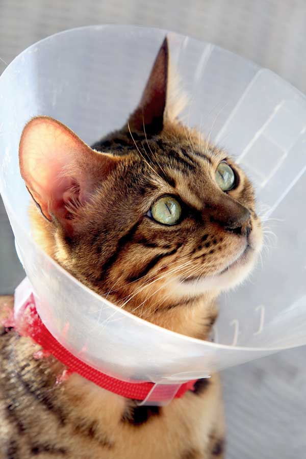 Health Talk Cone of Shame Precludes Need for Barf Bags Catster