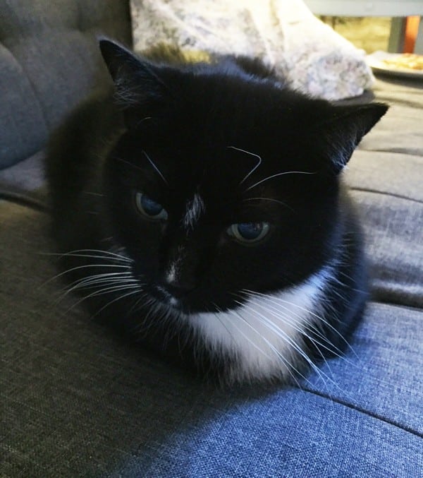 Behavior Experiment How Long Until My Aloof Cat