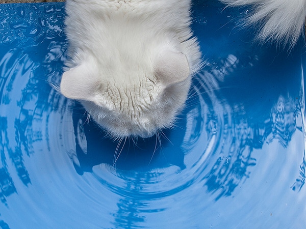 What You Need to Know About Feline Kidney Disease Catster