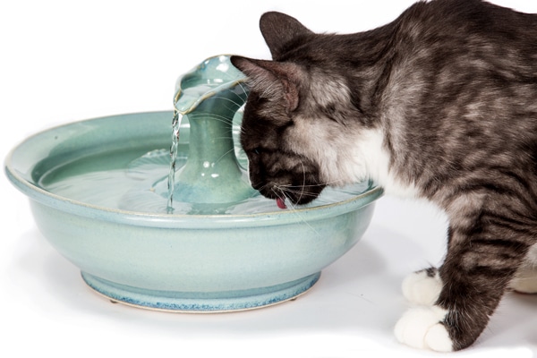 3 Summer Tips for Cats Catster