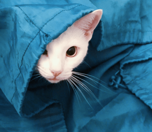 Meet Sansa, a White Cat With Feline Hyperesthesia Catster