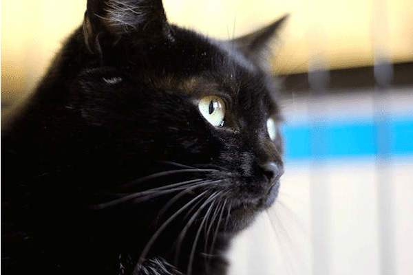 Black Cats Catster
