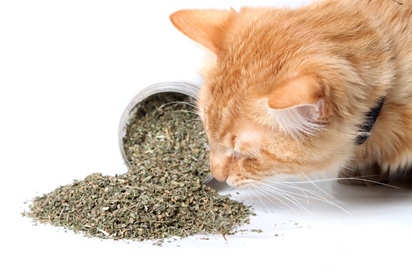 Let’s Talk NonToxic Plants for Cats — What Plants Can Your Cat Eat