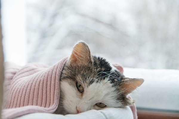 Have You Ever Given Your Cat Medical Cannabis? Would You? Catster