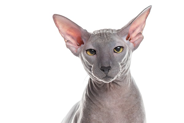 The Peterbald Cat — 11 Facts You Need to Know About This Breed Catster
