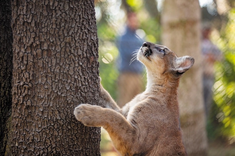 From Motherless Kittens to Ambassadors Catster