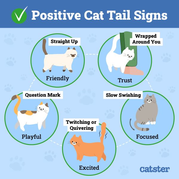 Can Cats Control Their Tails? VetVerified Positions & Movement