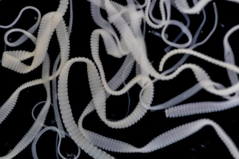 Are Tapeworms in Cats Contagious? VetReviewed Health Facts Catster