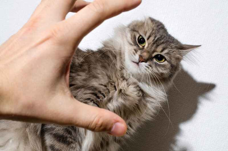 Why Doesn’t My Cat Like To Be Held Or Picked Up? 6 VetReviewed Reasons