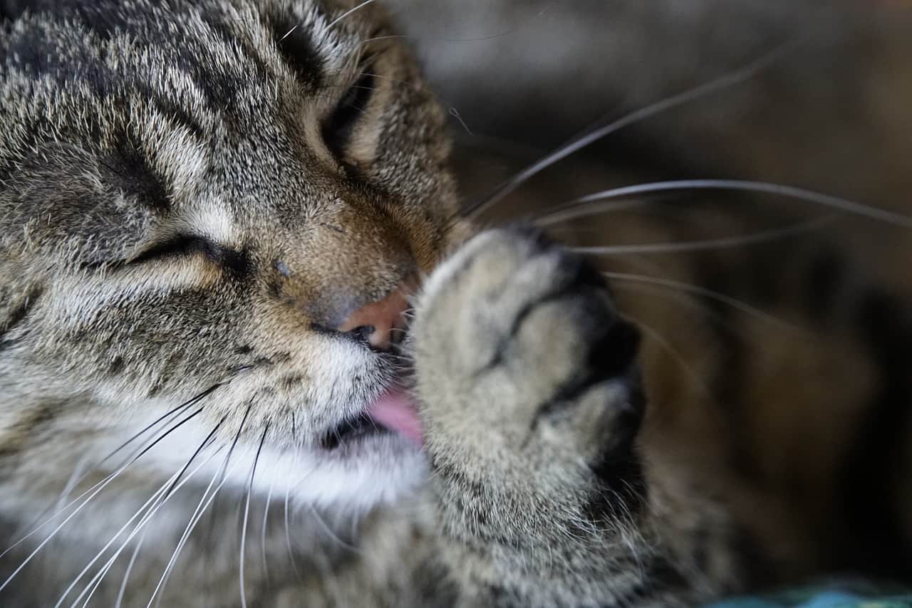 Why Do Cats Lick Themselves A Lot at Anthony Pickett blog