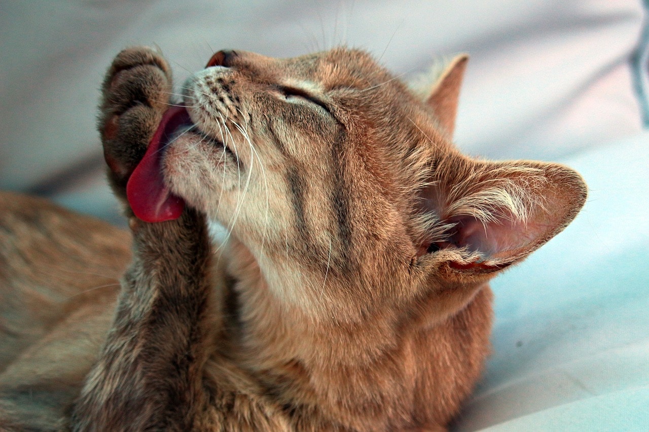 Do Cats Lick Themselves to Get Your Scent Off? 3 Surprising Theories