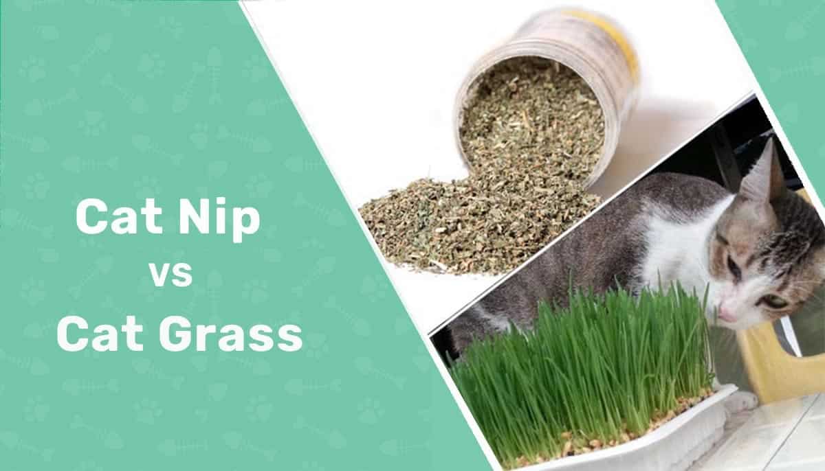 Cat Grass vs. Catnip What’s the Difference? Catster
