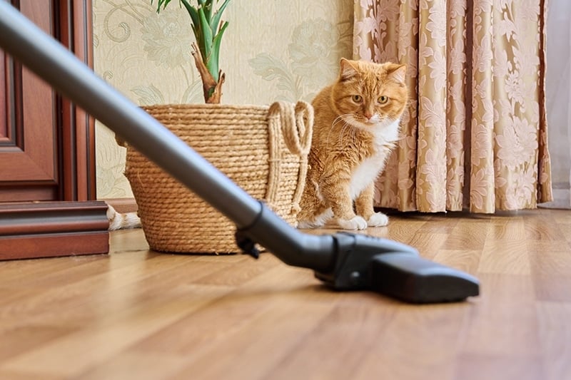Why Are Cats Scared of Vacuums? 5 VetReviewed Reasons