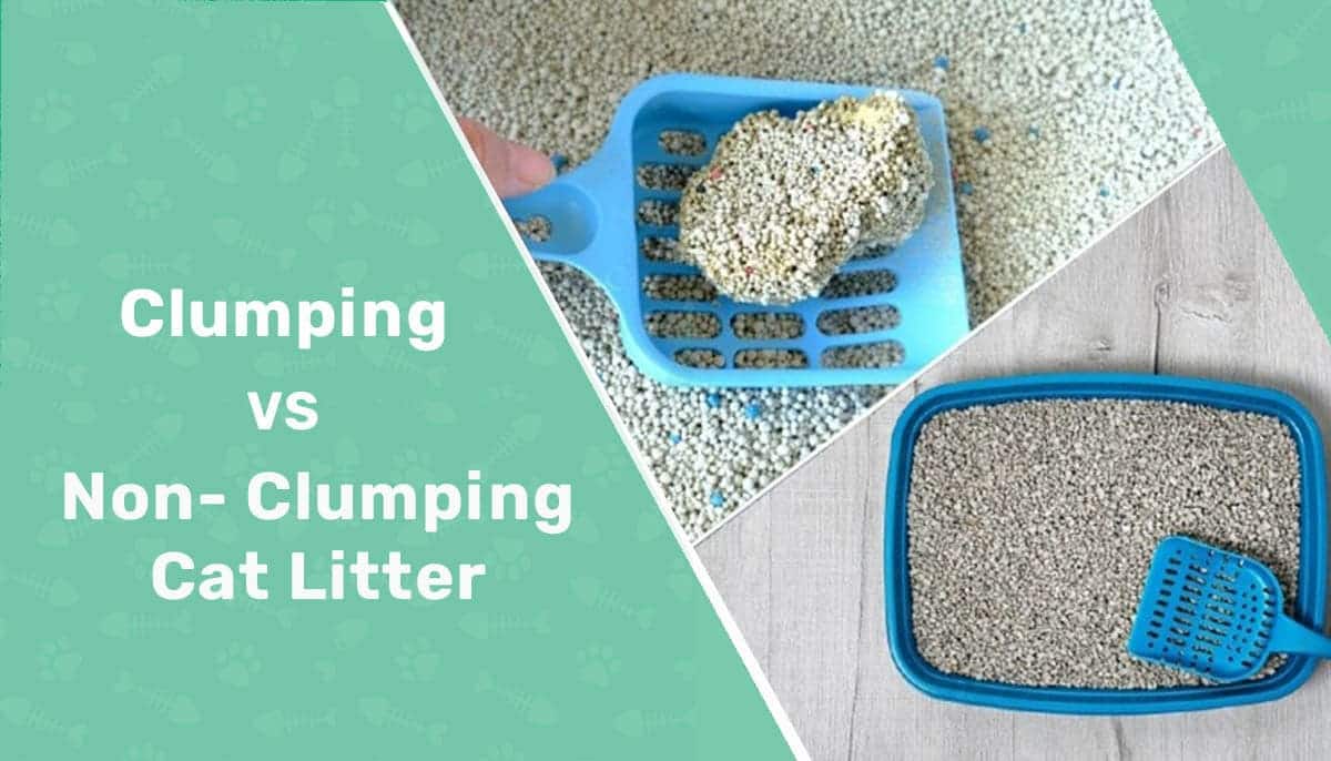 Clumping vs. NonClumping Cat Litter VetReviewed Pros, Cons & Which