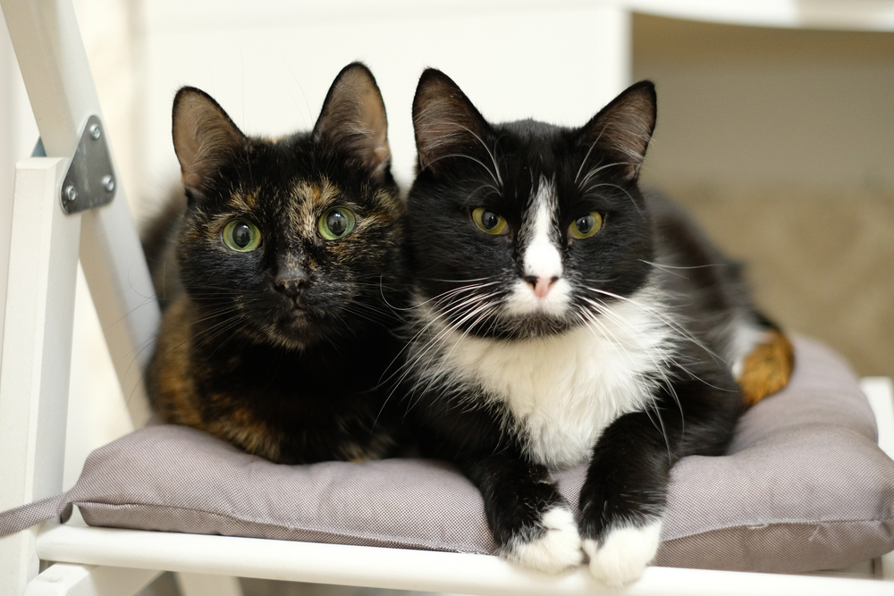 What's the Price of Spaying or Neutering a Cat in the UK (2024 Costs) Catster