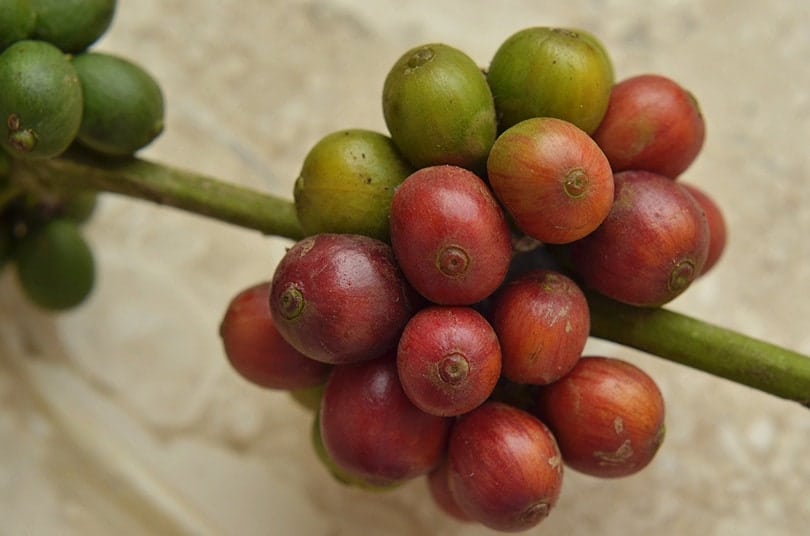 coffee plant toxic to cats
