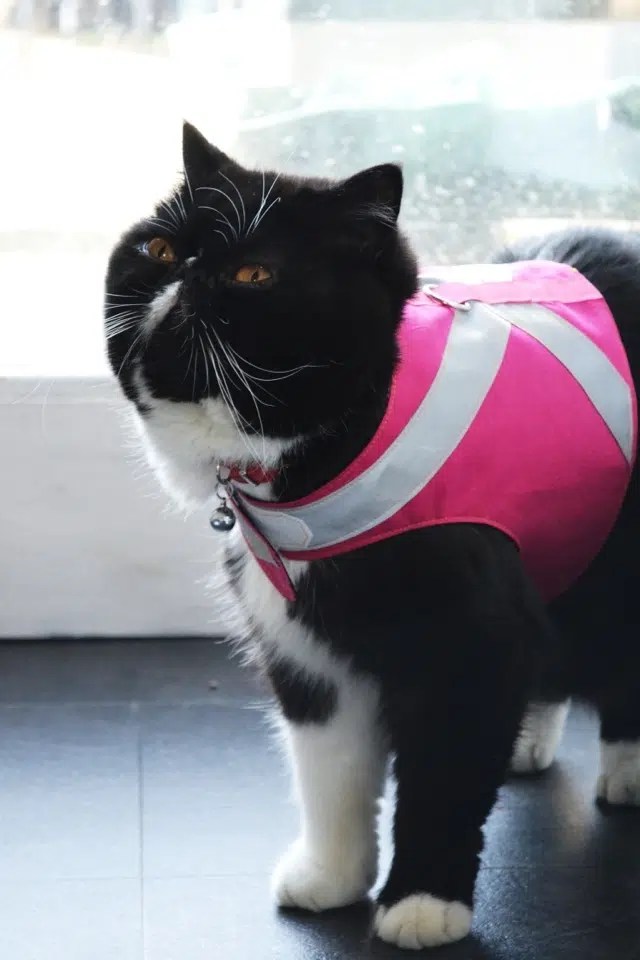 13 Free DIY Cat Harnesses You Can Make Today (With Pictures) Catster