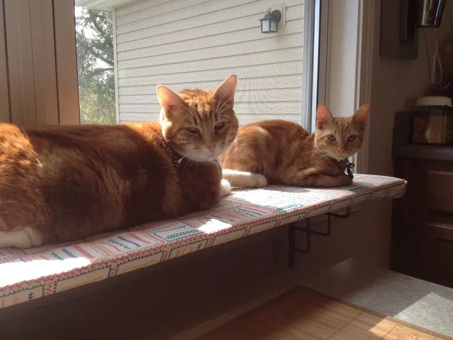 11 DIY Cat Window Perches You Can Build Today (With Pictures) Catster