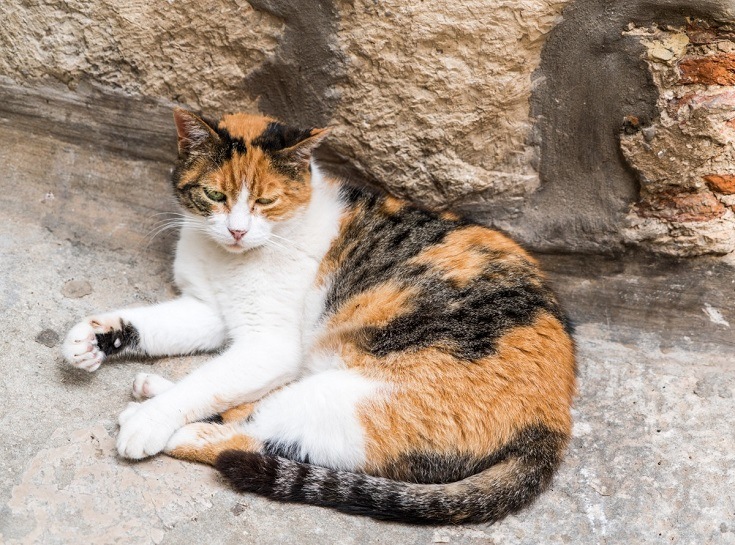 6 Different Types of Calico Cats (With Pictures) Catster