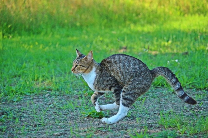 Why Do Cats Do the Crab Walk