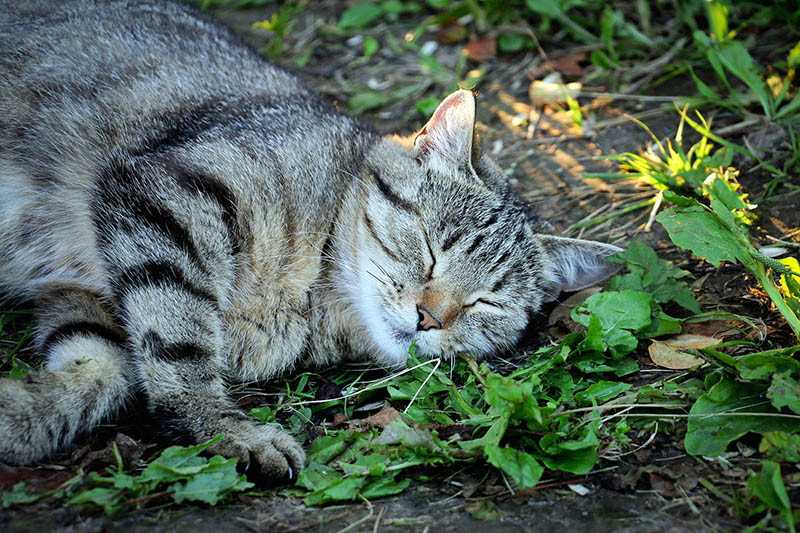 Does Catnip Help Cats With Nausea? Everything You Need to Know! Catster