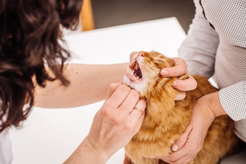 Mouth Cancer in Cats VetReviewed Signs &amp; When to Euthanize Catster