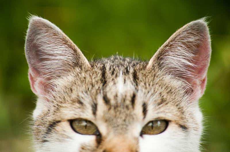 Why Do Cats Move Their Ears? VetReviewed Science & Meanings Explained